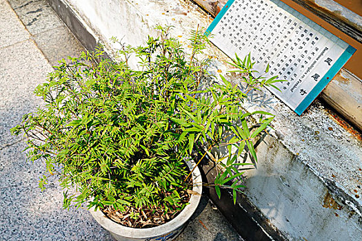 soi cau mien phi 666