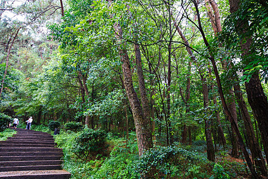 soi bach thu xsmb