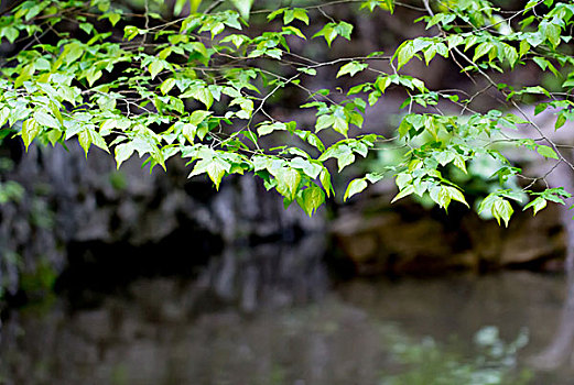 lô đề bạch thủ