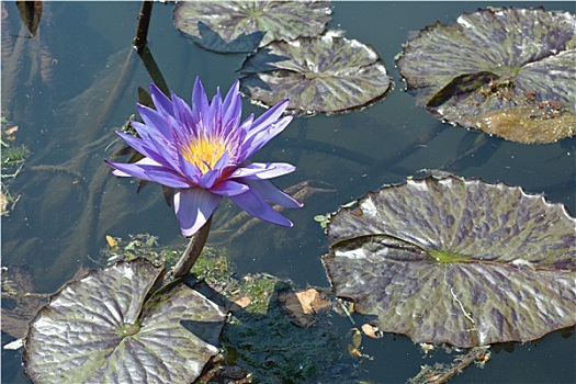dự đoán bạch thủ