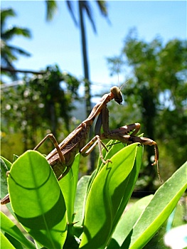 cách chơi lô