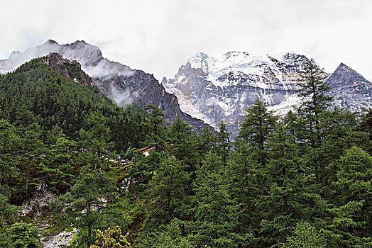 rong bach kim 2 nhay