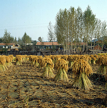 xs nam dinh