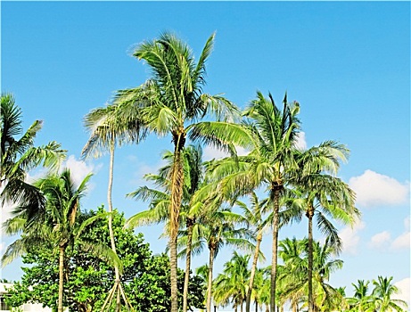 soi cau xs ninh thuan