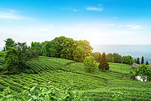dự đoán bạch thủ đề hôm nay