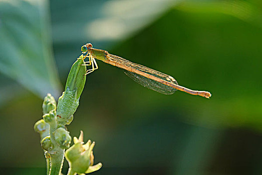 cầu miền bắc