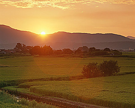 soi cau bach rong kim