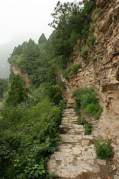 rong bach kim