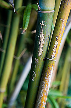 dự đoán soi cầu