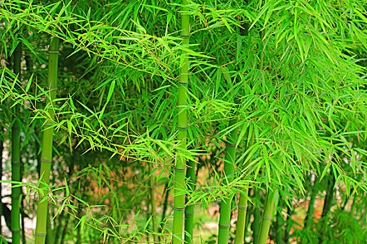 xổ số miền bắc hàng tháng
