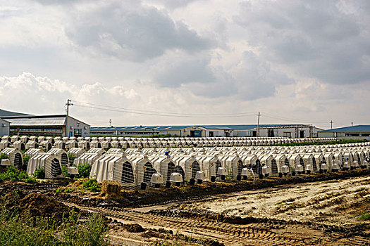 soi câu bạch kim