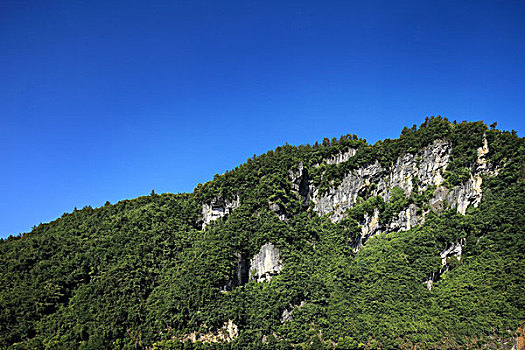 cau bach thu la