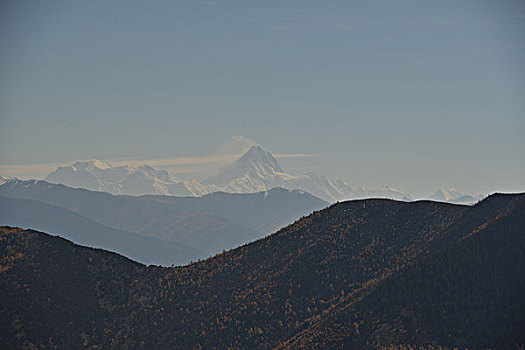 bach thu lo kep