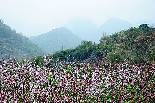 soi cau 99 hom nay