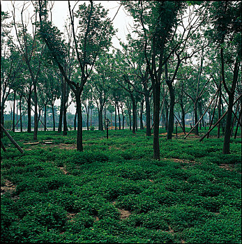 bach thu lo