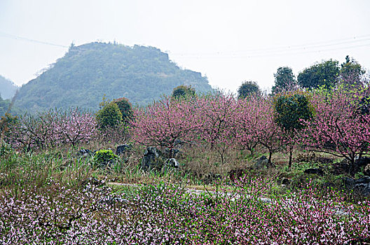 xs quang ngai hom nay