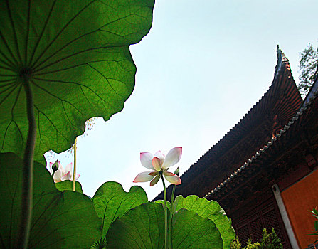 chốt số chuẩn