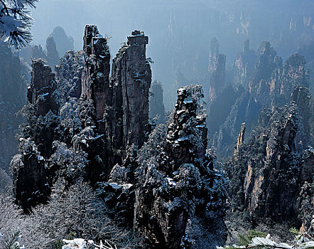soicau rongbachkim