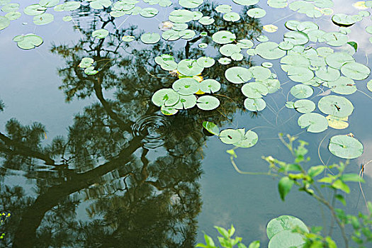 quay thử miền bắc