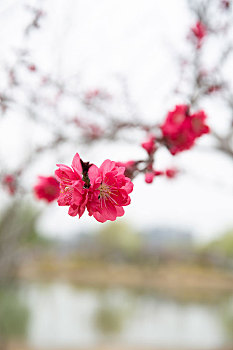 bạch thủ lô miễn phí