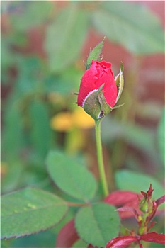 xổ số quảng bình