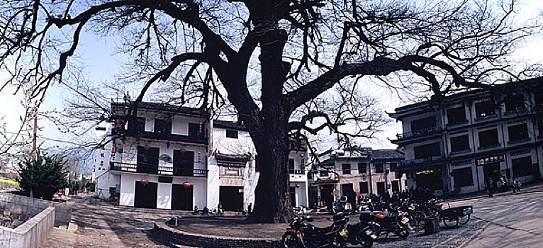 soi cau 6666