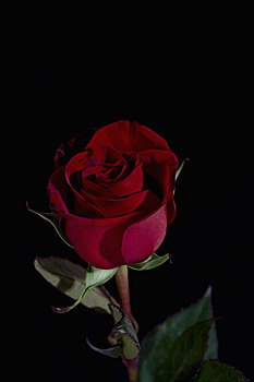 rong bach kim 666 hom nay