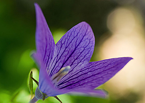 xs bình định