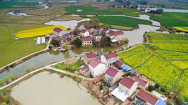 soi rong bạch kim