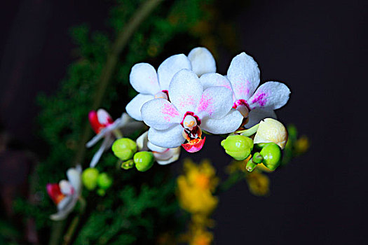 soi cầu kép