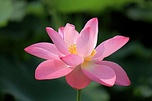 soi cau mb rong bach kim 666