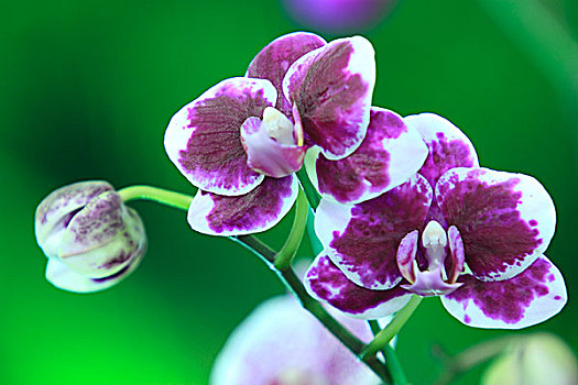 bạch thủ đề ngày mai