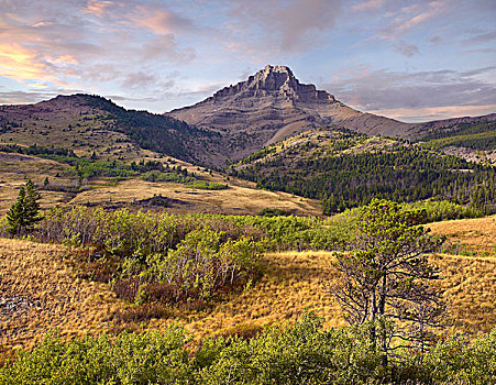 cau bach thu