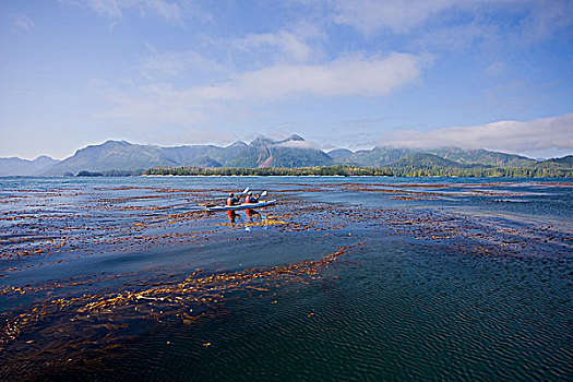 bạch thu mien bac