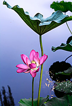 du doan xo so mien bac chinh xac 95
