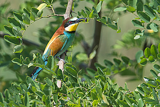 soi cau bach kim mb