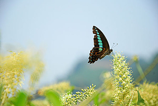 568 soi cầu
