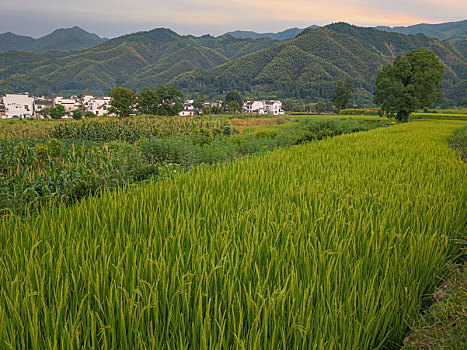 sốmiennam