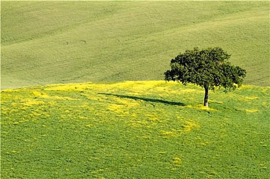 cau lo ve ca cap