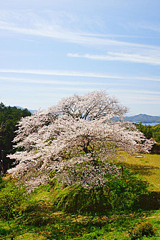 rong bach kim mb
