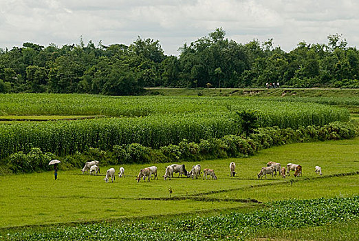 xs minh ngoc thu 2