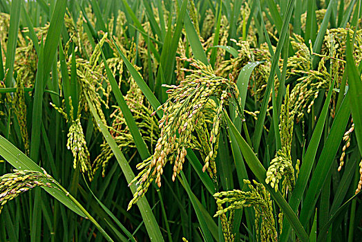 xổ số thứ tư tuần rồi