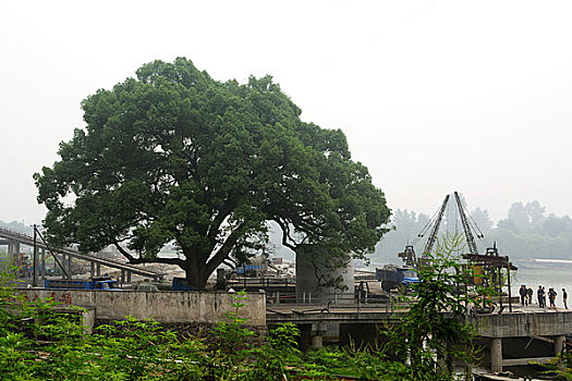 xổ số long an trực tiếp