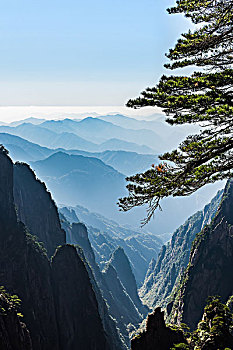 soi cau rong bach kim