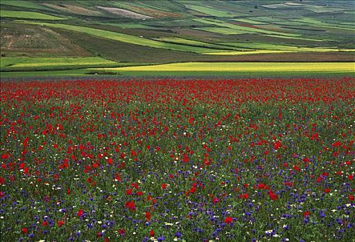 du doan xsmb rong bach kim