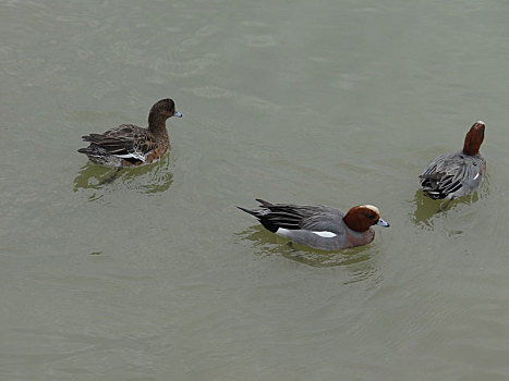 xs du doan mien nam