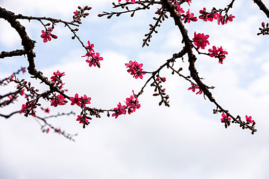 soi cầu lô miễn phí