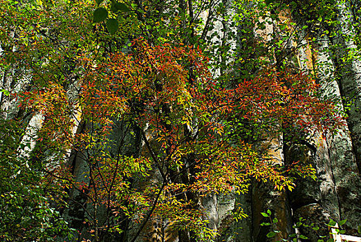 soi bạch thủ