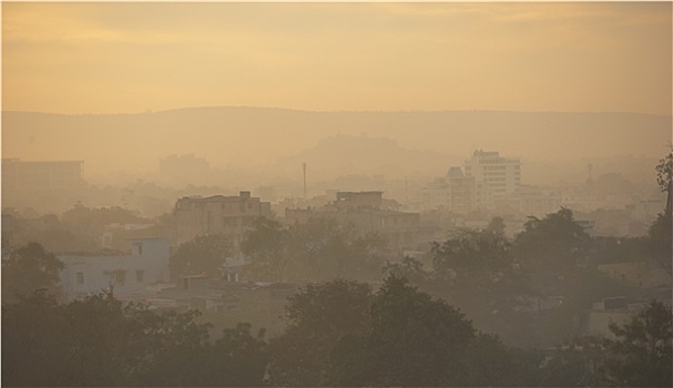 rong bạch kim
