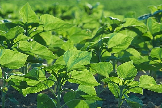 xổ số long an 30 ngày